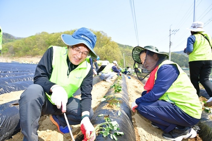 지난 29일 충북 진천군 백곡면에서 진행된 영농철 농촌 일손돕기 활동에서 손병환 농협은행장(왼쪽)과 임직원들이 고구마 밭에서 일손을 돕고 있다. (사진=농협은행)
