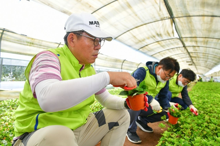지난 7일 경기 이천시 마장면 원예농가를 방문한 장승현 농협은행 수석부행장(왼쪽)과 임직원들이 농촌일손돕기를 하고 있다. (사진=농협은행)