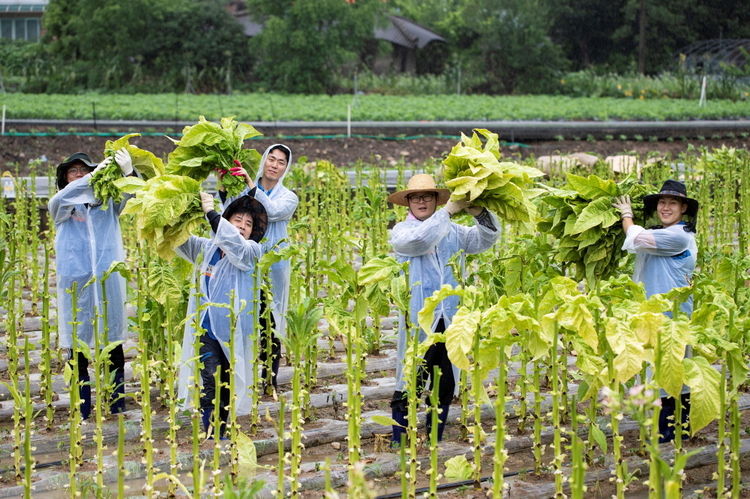 지난 24일 KT&G 직원들이 경북 문경의 잎담배 농가를 높기 위해 수확 봉사활동을 하고 있다. (사진=KT&G)