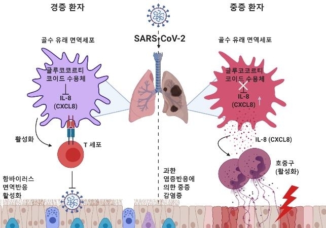 코로나19 중증 환자에서 호중구의 과활성화로 인한 염증 반응 모식도(사진=KAIST)