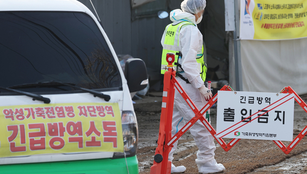 올겨울 고병원성 AI 확산에 산란계 농장 '비상'…2주간 특별관리 돌입