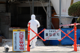 9개월 만에 '구제역' 재발…인천 강화 소 농장서 발생, 위기경보 '심각'