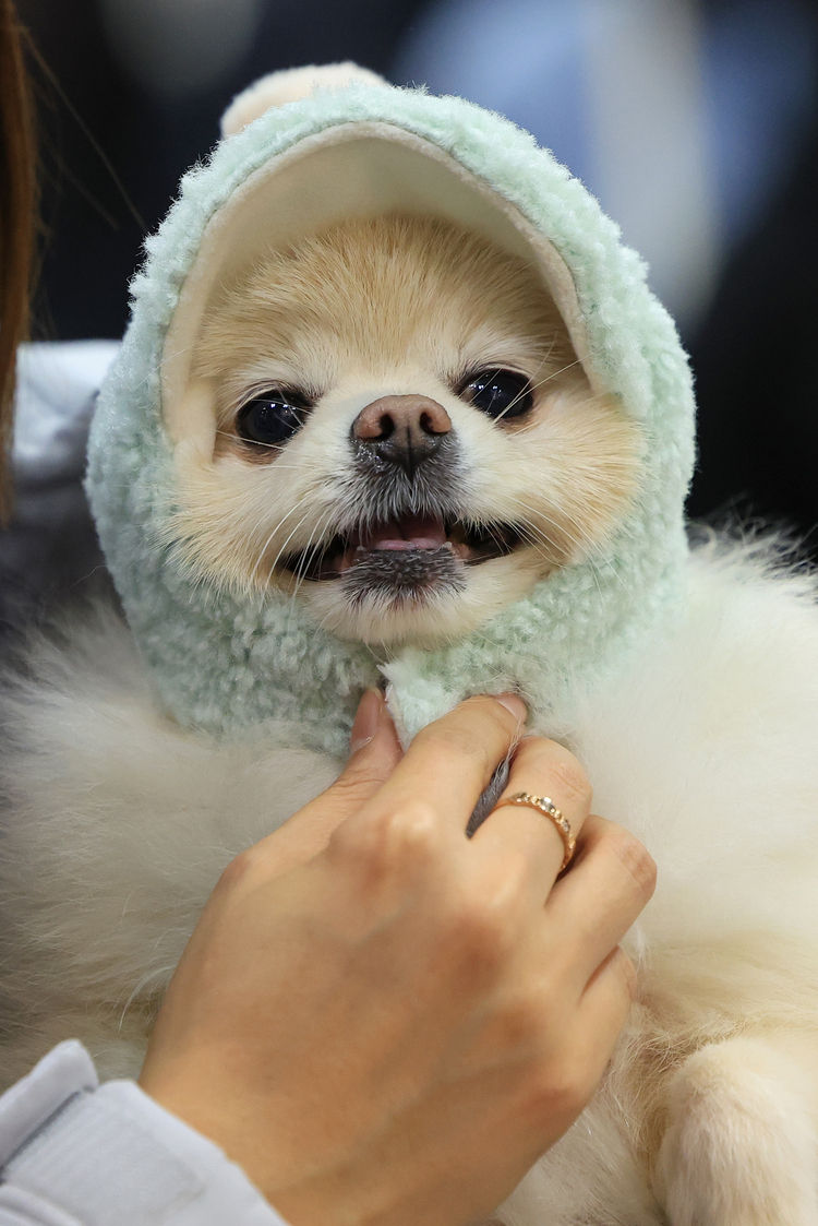 국내에서 반려동물을 기르는 반려가구가 550만 가구를 돌파했다. [사진=연합뉴스]